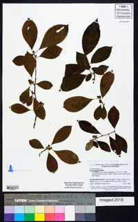 Ilex decidua var. decidua image