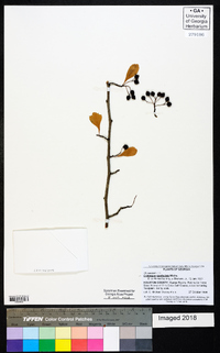 Crataegus spathulata image