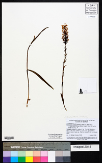 Platanthera cristata image