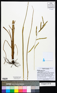 Paspalum praecox image