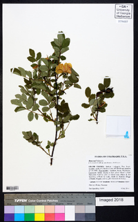 Rosa acicularis image