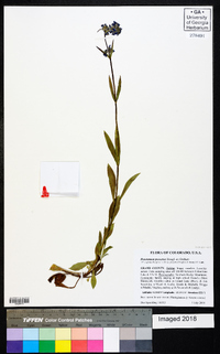 Penstemon procerus image