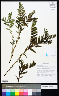 Lithospermum canescens image