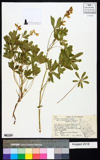 Lupinus latifolius var. viridifolius image