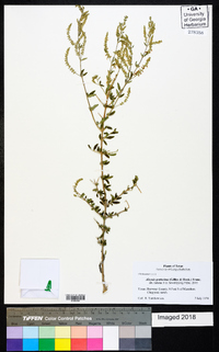 Aloysia gratissima image