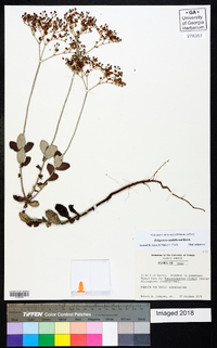 Eriogonum multiflorum image