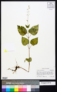 Circaea canadensis image