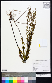 Lechea mucronata image