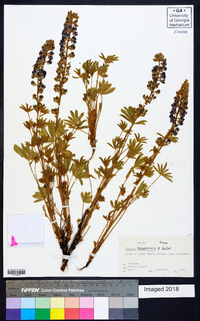 Lupinus nevadensis image