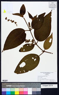 Miconia nervosa image