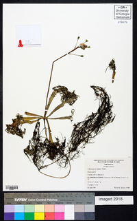 Utricularia inflata image