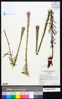 Liatris elegans image