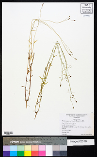 Wahlenbergia marginata image