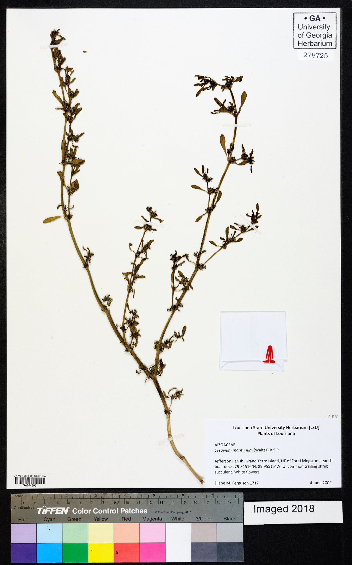 Sesuvium maritimum image