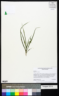 Hypoxis curtissii image