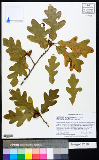 Quercus margarettae image