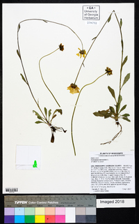 Coreopsis lanceolata image