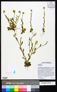 Polygala lutea image