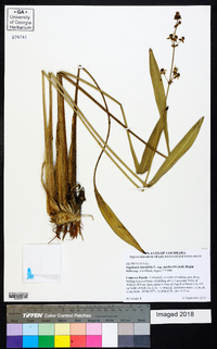 Sagittaria lancifolia subsp. media image