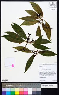 Illicium floridanum image