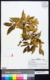 Fraxinus caroliniana image