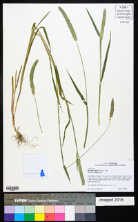 Phalaris angusta image