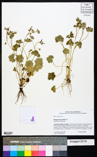 Ranunculus parviflorus image