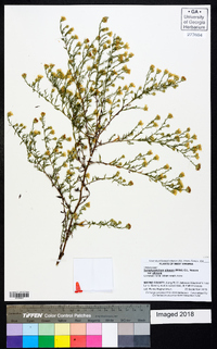 Symphyotrichum pilosum var. pilosum image