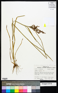 Juncus marginatus var. biflorus image