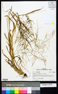 Leptochloa panicea image