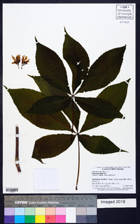 Aesculus flava image