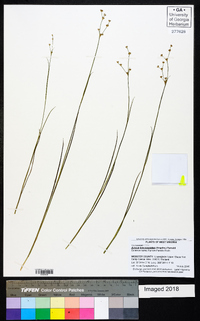 Juncus brevicaudatus image