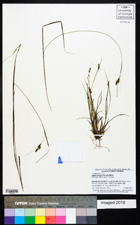 Carex swanii image