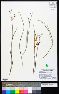 Juncus brevicaudatus image