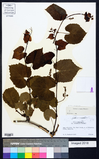 Vitis vulpina image