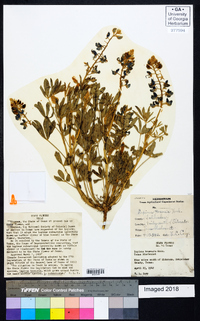 Lupinus texensis image