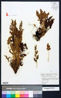 Cryptogramma acrostichoides image