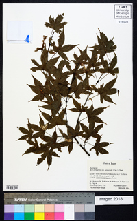 Acer palmatum image