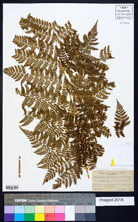 Dryopteris campyloptera image