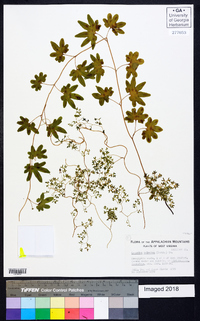 Lygodium palmatum image