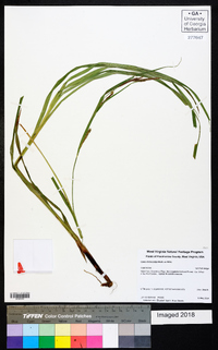 Carex trichocarpa image