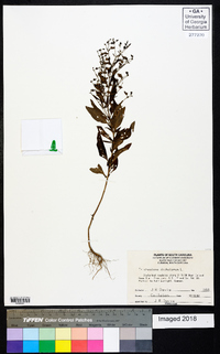 Trichostema dichotomum image