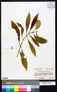 Osmanthus americanus image