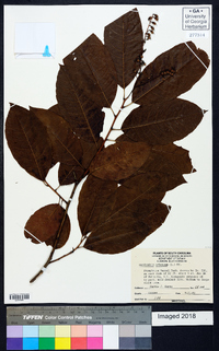 Oxydendrum arboreum image