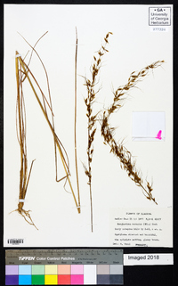 Sorghastrum secundum image