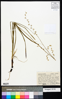 Stenanthium gramineum image