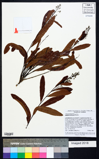 Licania michauxii image