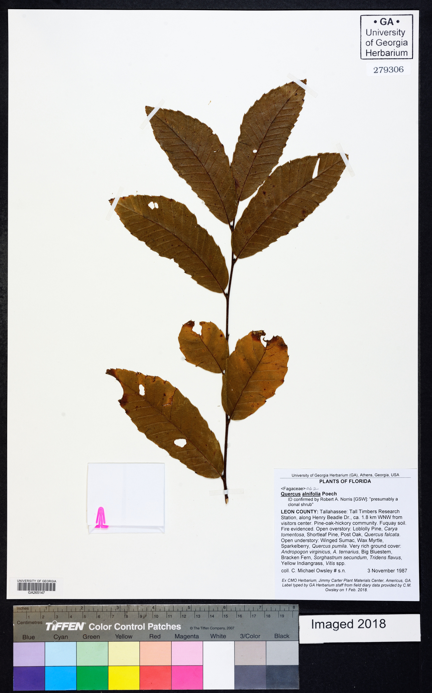 Quercus alnifolia image