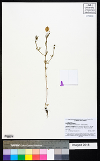 Polygala cruciata image