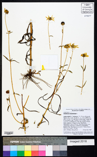 Helianthus angustifolius image